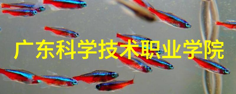 哪些专业课程在漯河职业技术学院最受欢迎